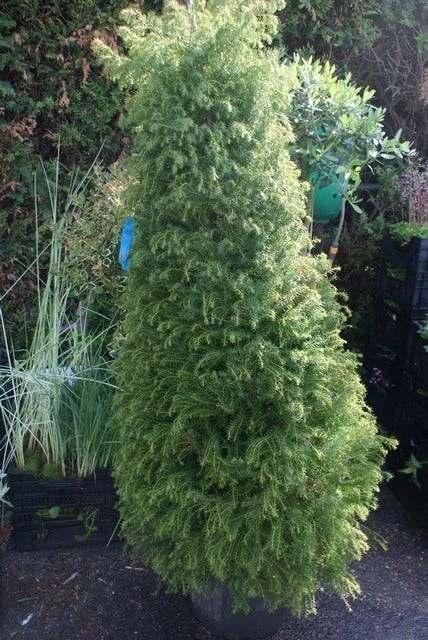 Sikkelden (Cryptomeria Japonica 'Elegans') - Afbeelding 5