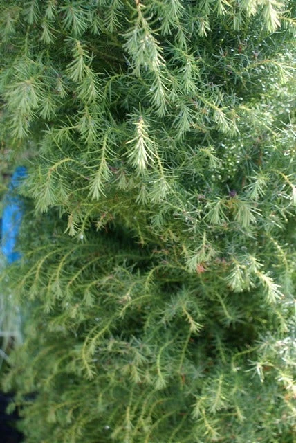 Sikkelden (Cryptomeria Japonica 'Elegans') - Afbeelding 6