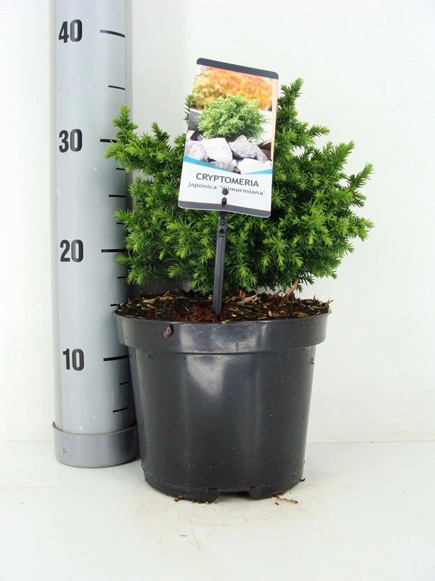 Japanse Dwergcipres (Cryptomeria Japonica 'Vilmoriniana')