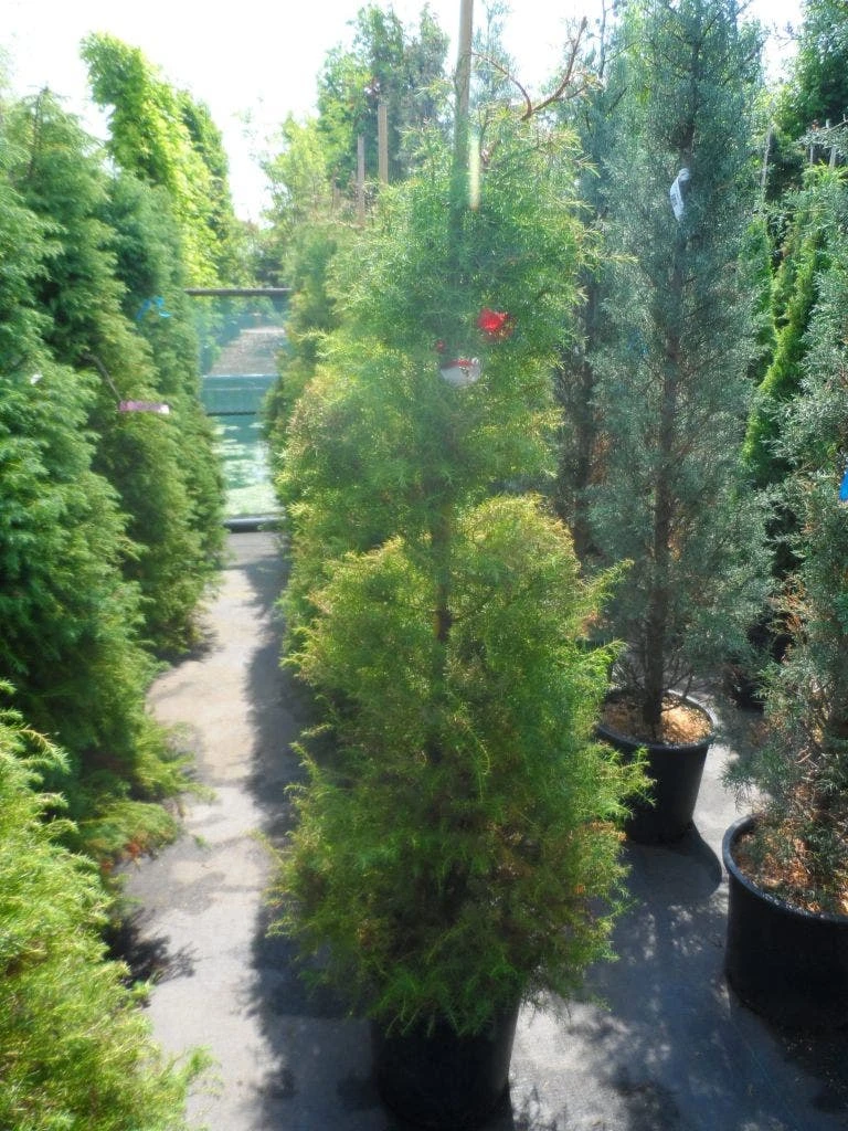 Sikkelden (Cryptomeria Japonica 'Elegans') - Afbeelding 7