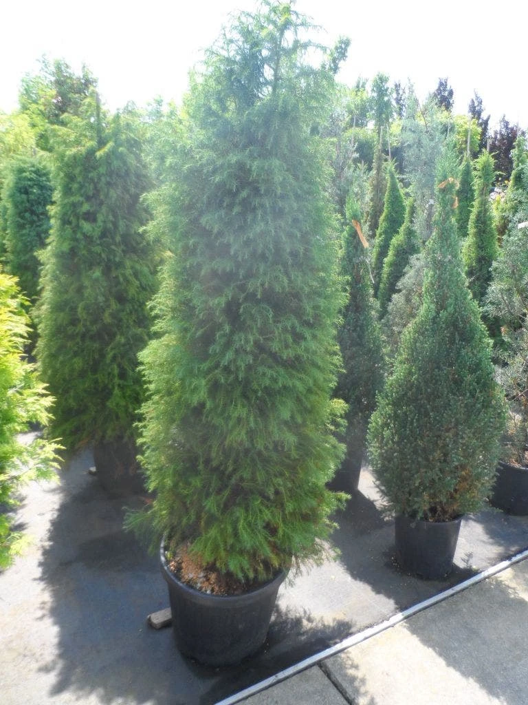Sikkelden (Cryptomeria Japonica 'Elegans') - Afbeelding 8