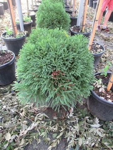 Sikkelden (Cryptomeria Japonica 'Globosa Nana') - Afbeelding 6