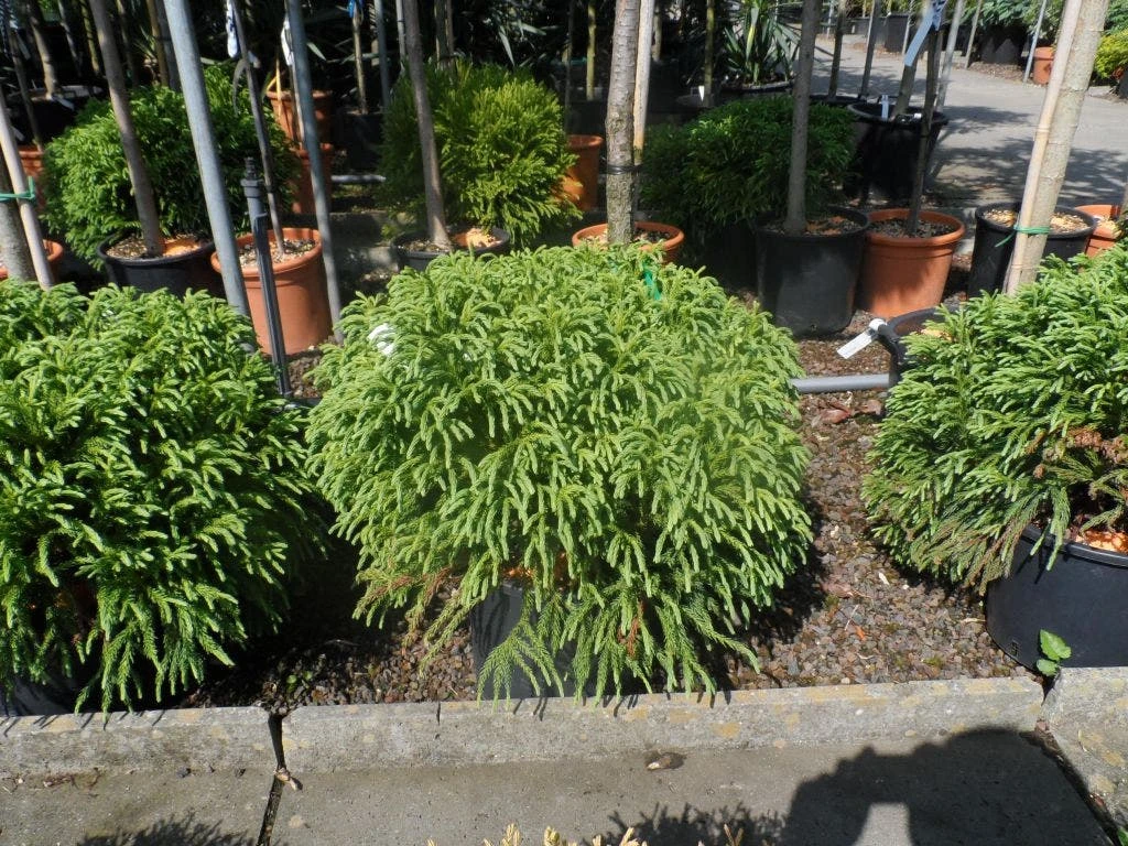 Sikkelden (Cryptomeria Japonica 'Globosa Nana') - Afbeelding 2