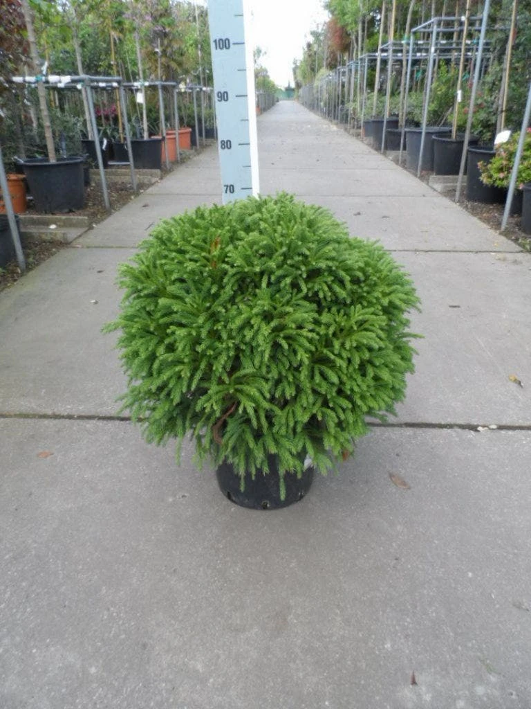 Sikkelden (Cryptomeria Japonica 'Globosa Nana') - Afbeelding 5