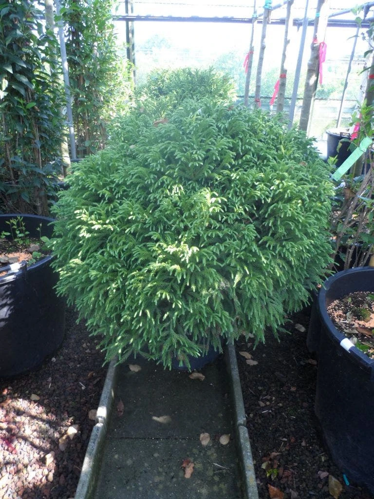 Sikkelden (Cryptomeria Japonica 'Globosa Nana') - Afbeelding 3