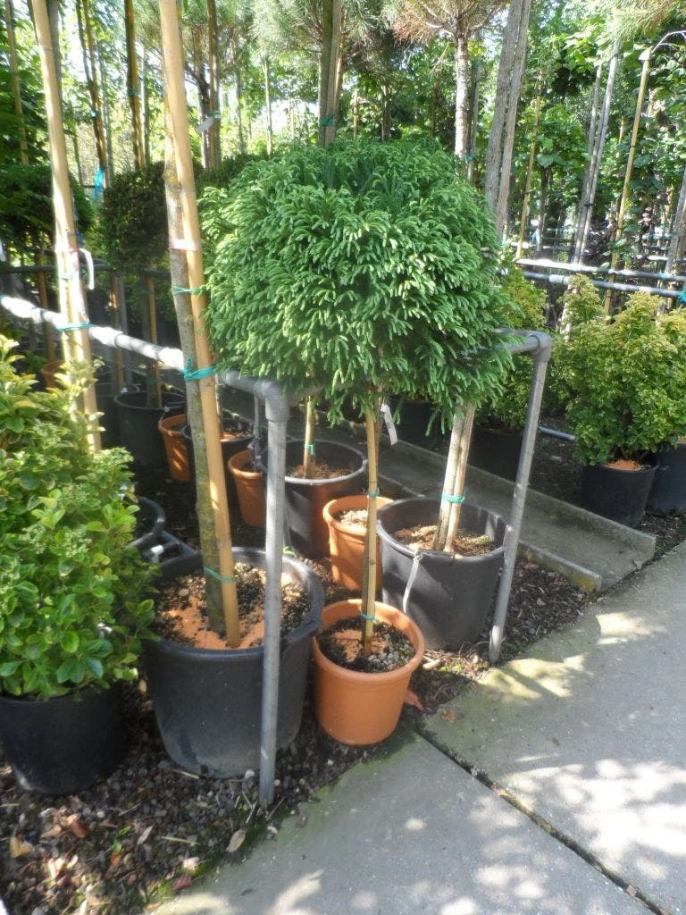 Sikkelden (Cryptomeria Japonica 'Globosa Nana') - Afbeelding 4