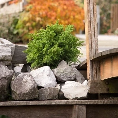 Japanse Dwergcipres (Cryptomeria Japonica 'Vilmoriniana') - Afbeelding 2