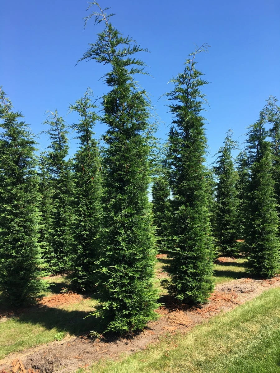 Grote Snelgroeiende Conifeer (Cupressocyparis Leylandii) - Afbeelding 4