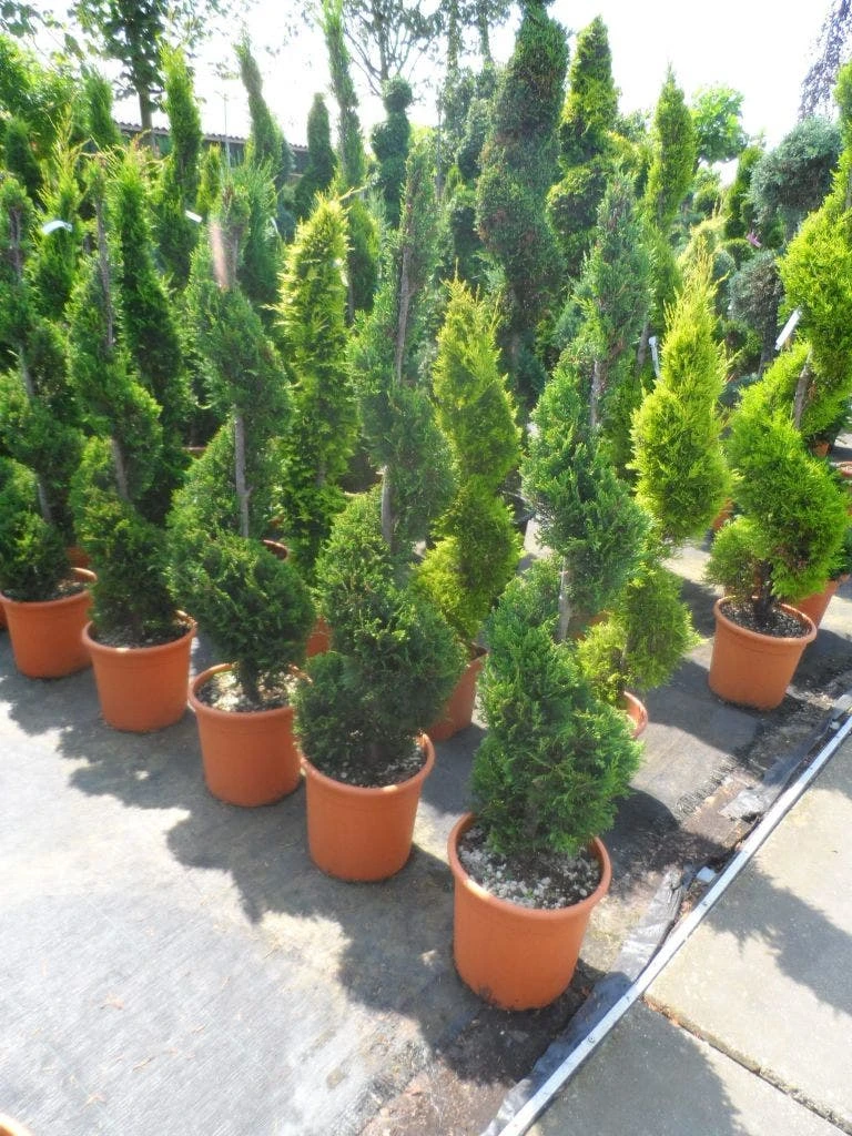 Leylandcipres Als Spiraal (Cupressocyparis Leylandii 'Castlewellan Gold' ) - Afbeelding 4