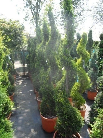 Leylandcipres Als Spiraal (Cupressocyparis Leylandii 'Castlewellan Gold' ) - Afbeelding 7