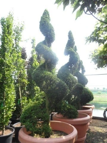 Leylandcipres Als Spiraal (Cupressocyparis Leylandii 'Castlewellan Gold' ) - Afbeelding 6