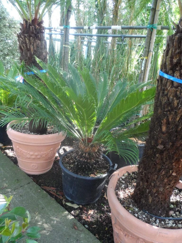 Cycaspalm (Cycas Revoluta) - Afbeelding 9
