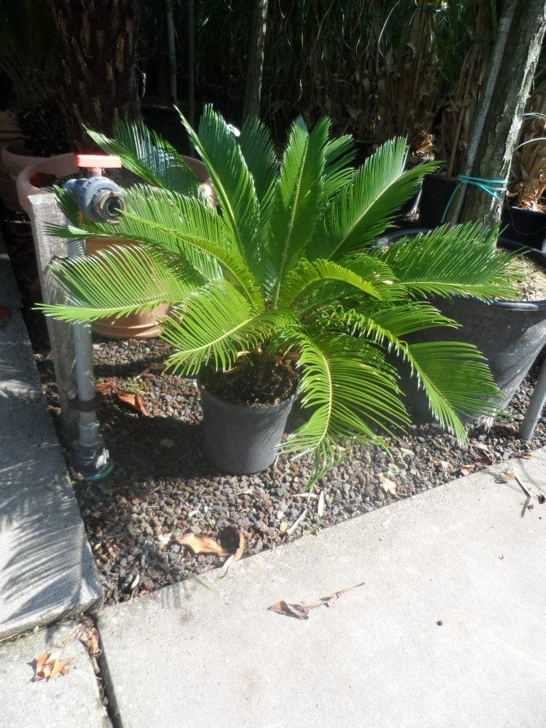 Cycaspalm (Cycas Revoluta) - Afbeelding 7