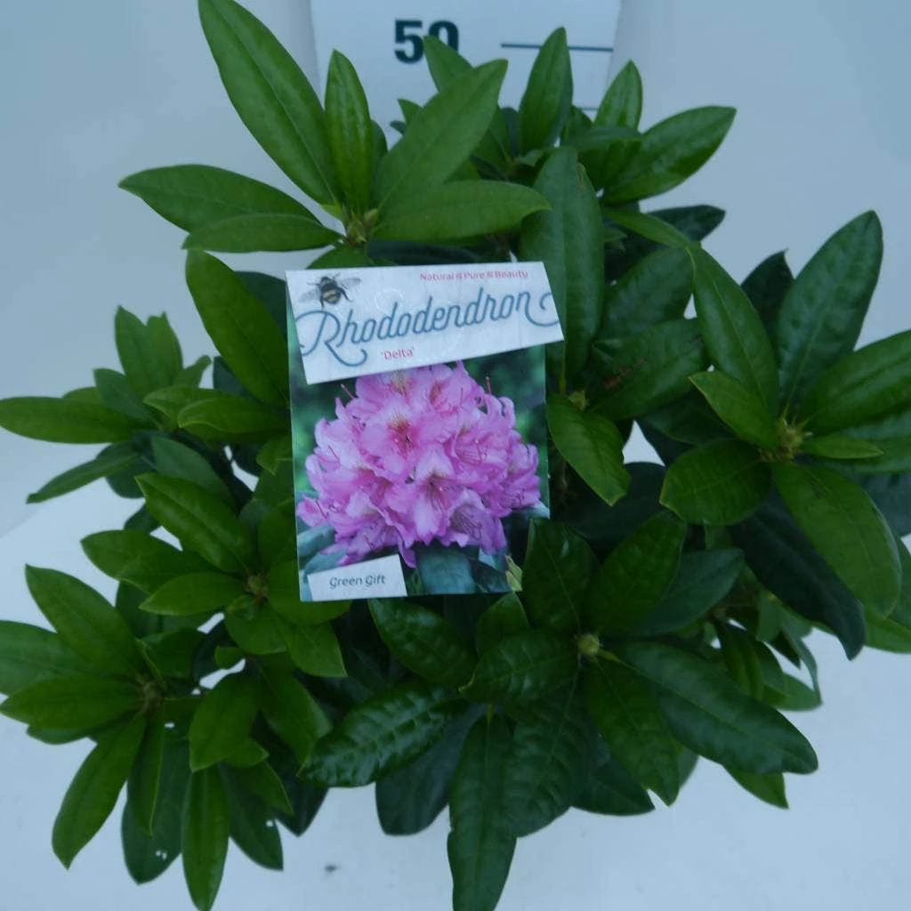 Rhododendron (Rhododendron 'Delta') - Afbeelding 2