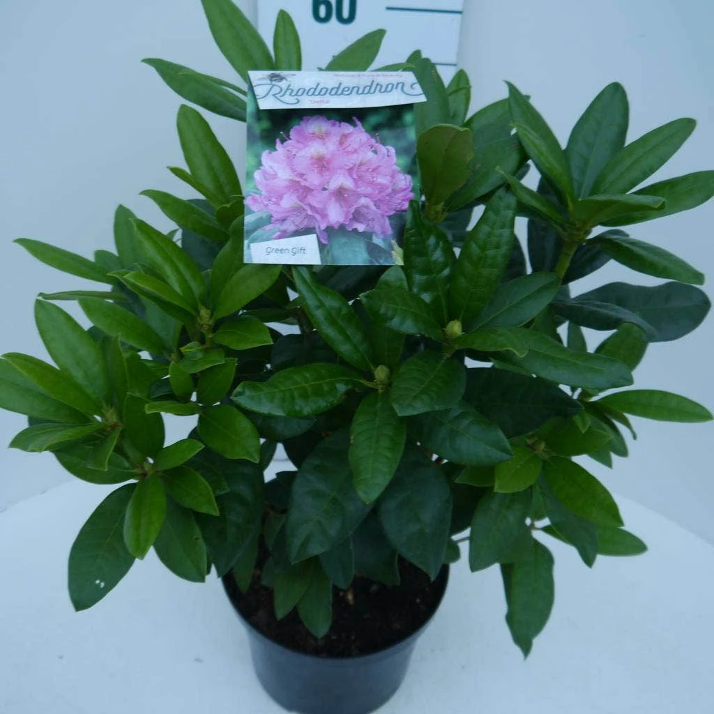 Rhododendron (Rhododendron 'Delta') - Afbeelding 3