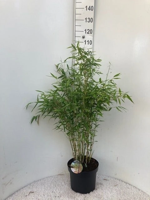 Niet Woekerende Bamboe (Fargesia 'Dino') - Afbeelding 3