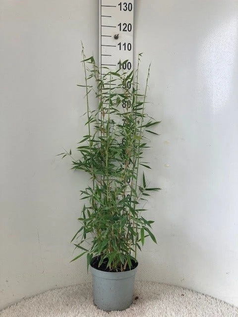 Niet Woekerende Bamboe (Fargesia 'Dino') - Afbeelding 2
