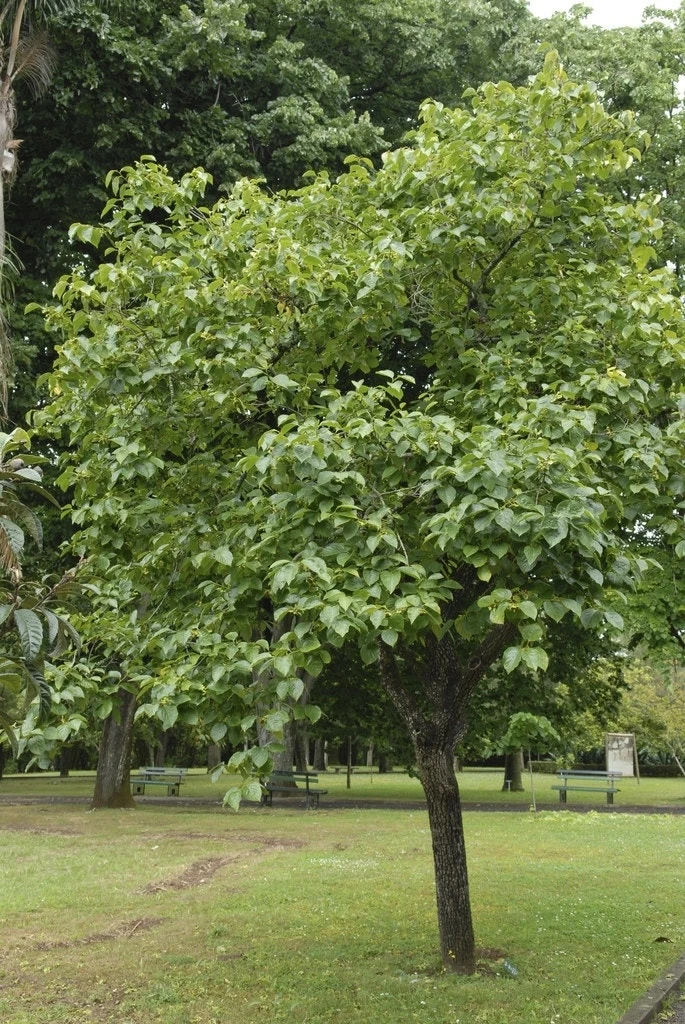 Kaki (Diospyros Kaki)