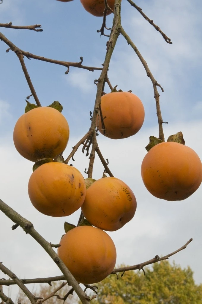 Kaki (Diospyros Kaki) - Afbeelding 2