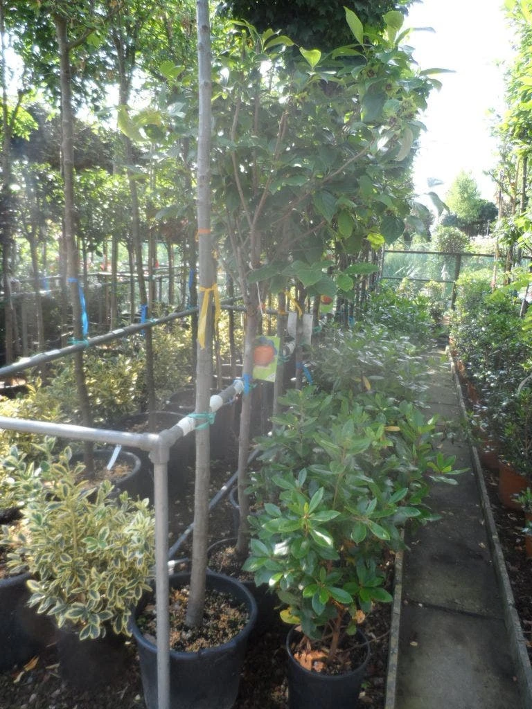 Kaki (Diospyros Kaki) - Afbeelding 7