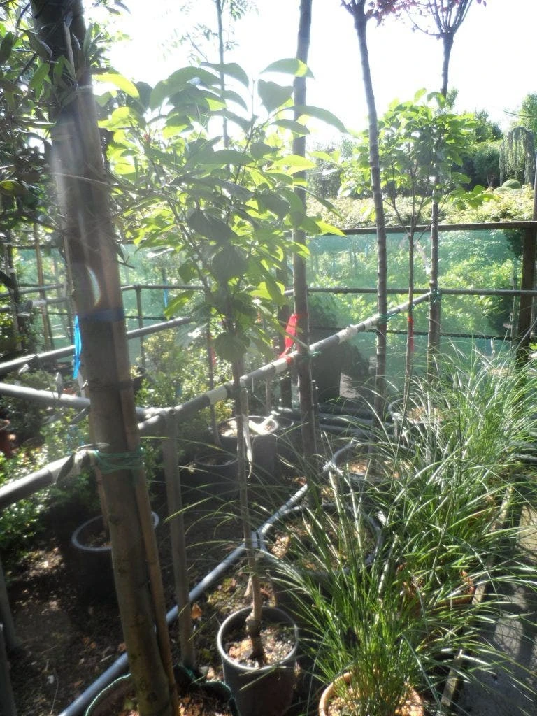 Kaki (Diospyros Kaki) - Afbeelding 6