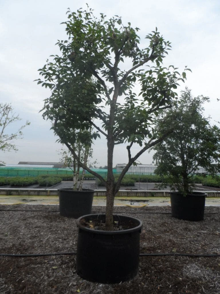 Kaki (Diospyros Kaki) - Afbeelding 9