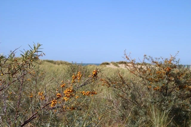 Duindoorn (Hippophae Rhamnoides) - Afbeelding 4