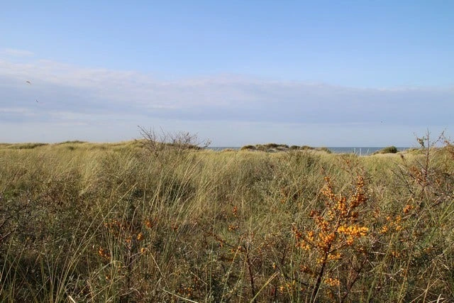 Duindoorn (Hippophae Rhamnoides) - Afbeelding 5