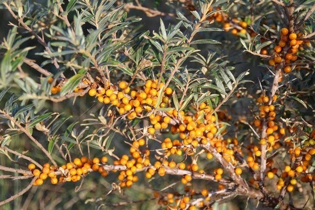 Duindoorn (Hippophae Rhamnoides) - Afbeelding 6