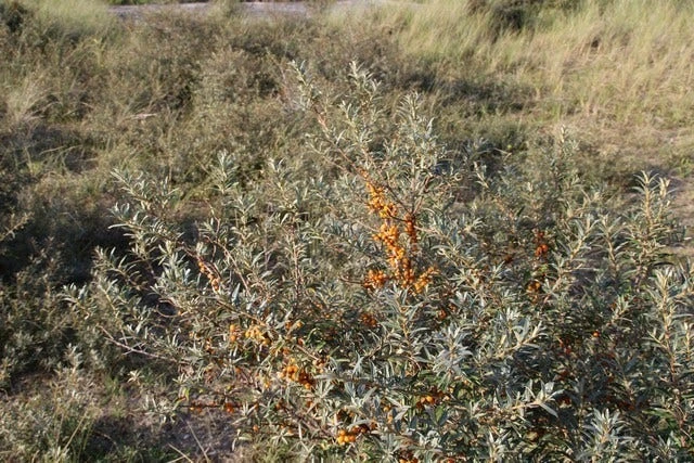 Duindoorn (Hippophae Rhamnoides) - Afbeelding 3