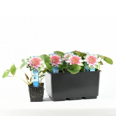 Waterlelie (Nymphaea 'Attraction') - Afbeelding 5