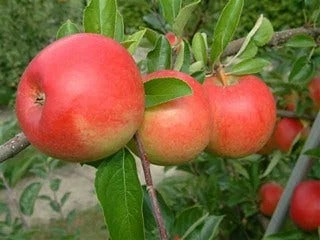 Appelboom (Malus Domestica 'Ecolette') - Afbeelding 2