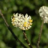 Papierstruik (Edgeworthia Chrysantha)