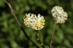 Papierstruik (Edgeworthia Chrysantha)