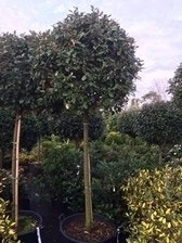 Olijfwilg Op Stam (Elaeagnus Ebbingei) - Afbeelding 5