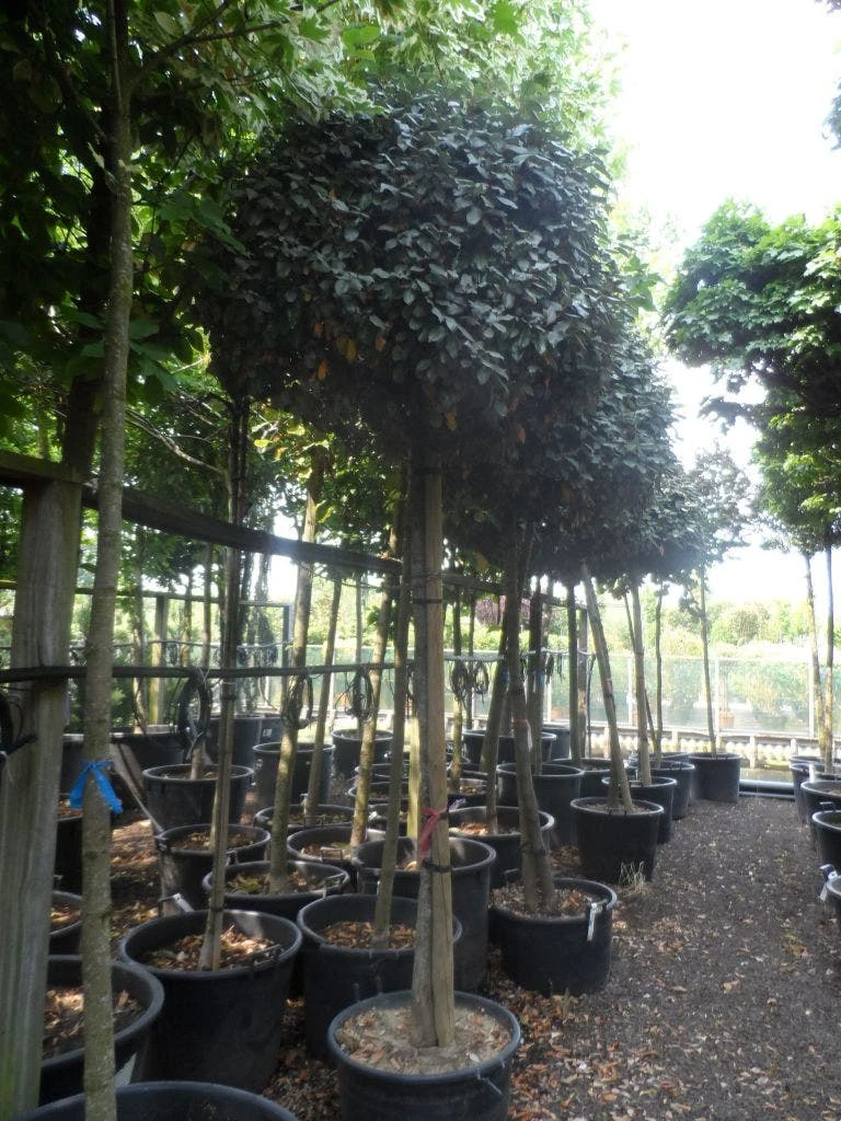 Olijfwilg Op Stam (Elaeagnus Ebbingei) - Afbeelding 4