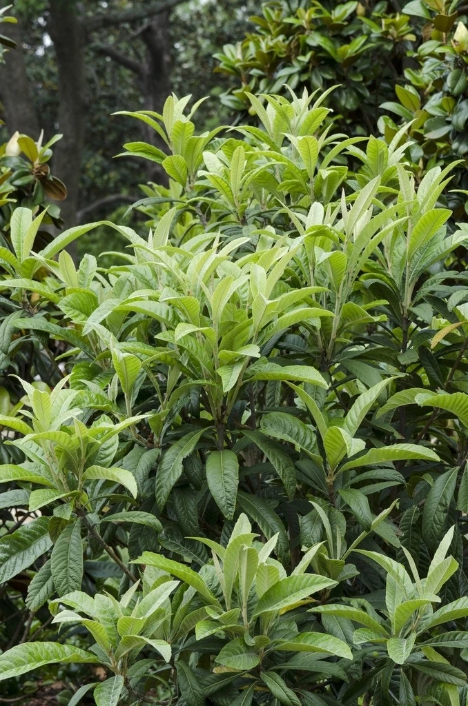 Japanse Mispel (Eriobotrya Japonica)