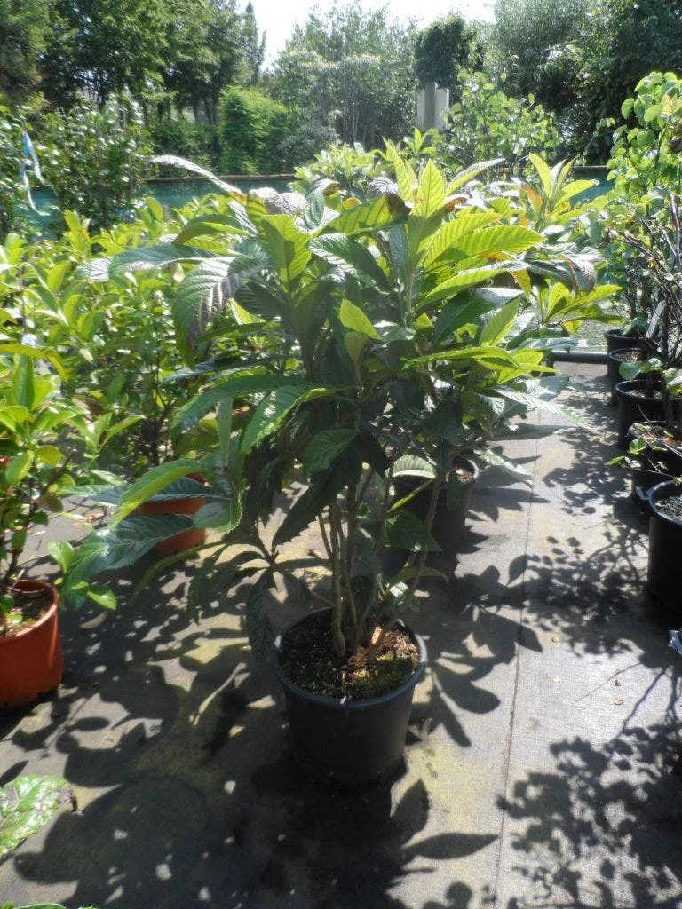 Japanse Mispel Als Boom (Eriobotrya Japonica) - Afbeelding 4