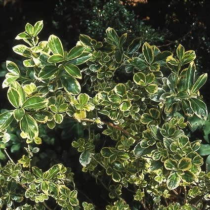 Kardinaalsmuts (Euonymus Japonicus 'Albomarginatus')