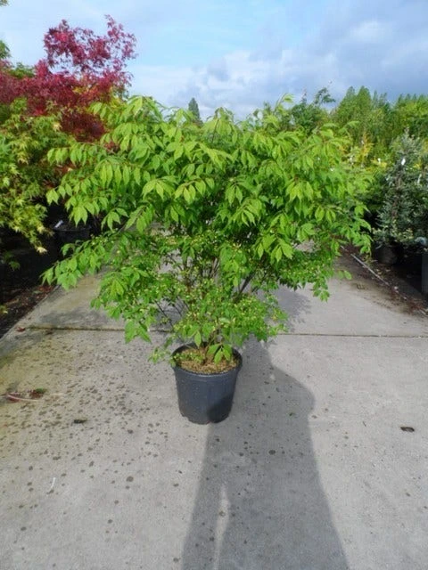 Kardinaalshoed (Euonymus Alatus) - Afbeelding 2