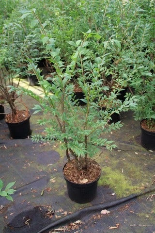 Kardinaalshoed (Euonymus Alatus) - Afbeelding 9