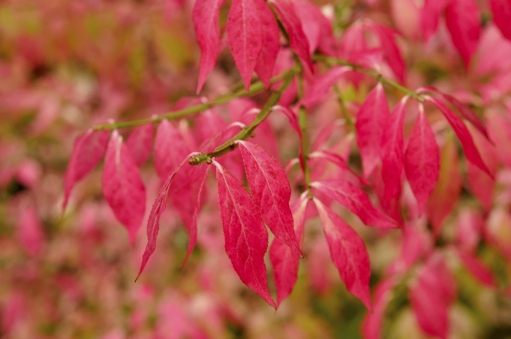Kardinaalshoed (Euonymus Alatus) - Afbeelding 3
