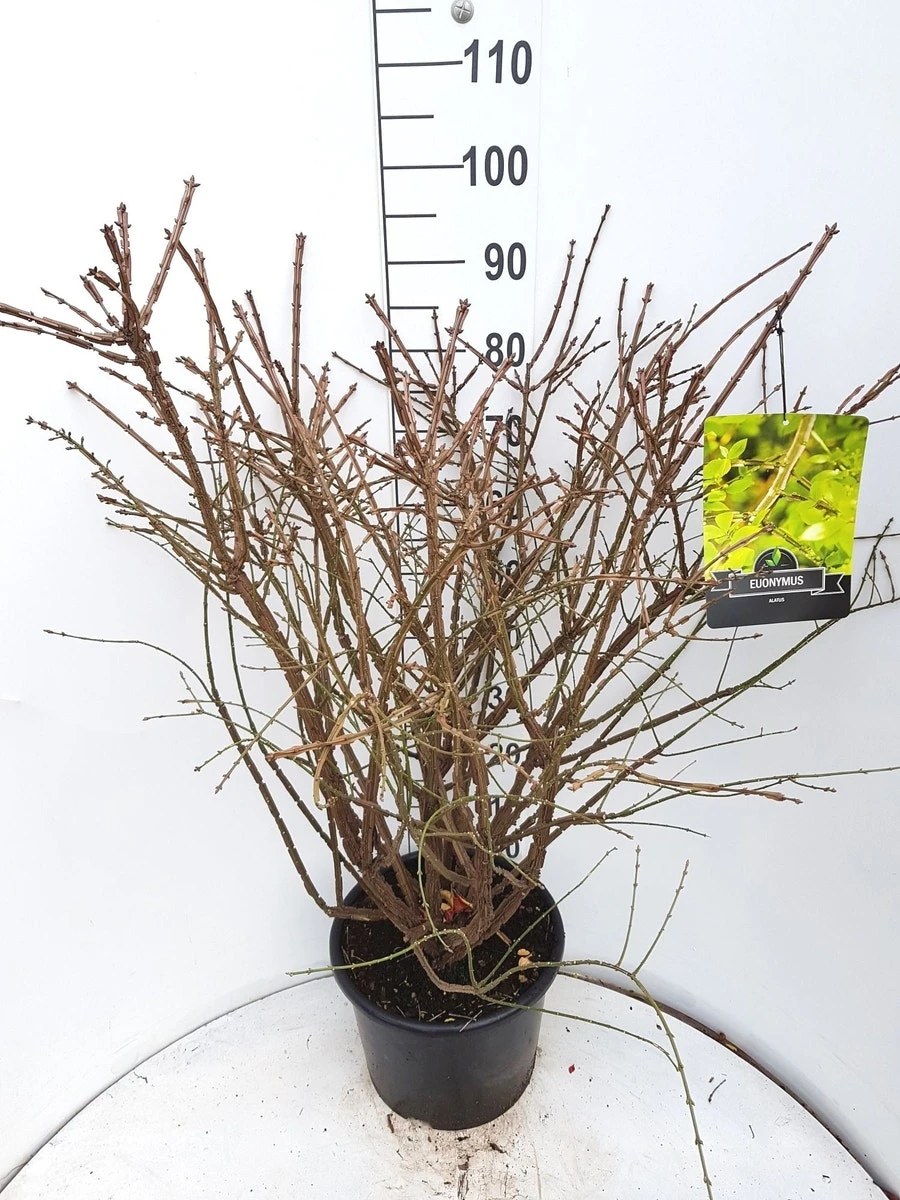 Kardinaalshoed (Euonymus Alatus) - Afbeelding 12