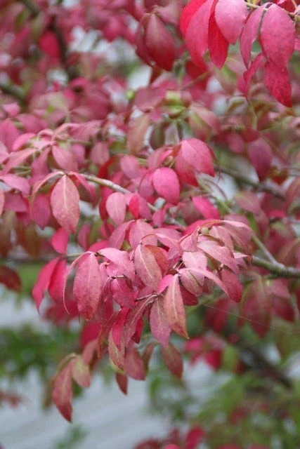 Kardinaalshoed (Euonymus Alatus 'Compactus') - Afbeelding 7