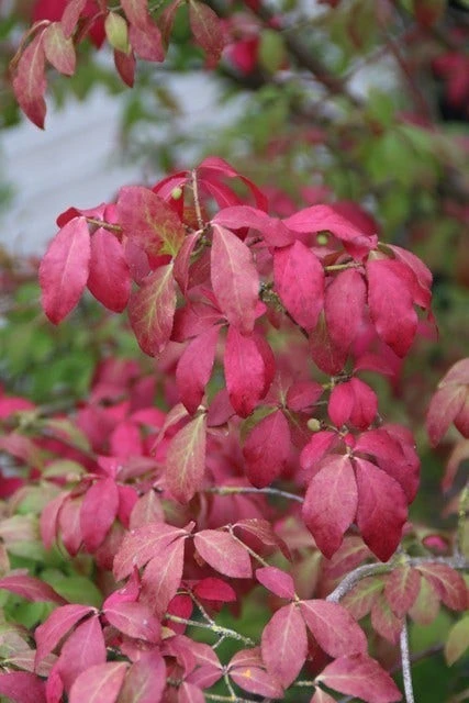 Kardinaalshoed (Euonymus Alatus 'Compactus') - Afbeelding 5