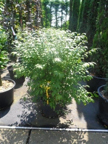 Kardinaalshoed (Euonymus Alatus 'Compactus') - Afbeelding 9