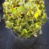 Kardinaalshoed Als Bol (Euonymus Japonicus 'Aureus')
