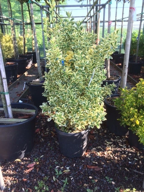Kardinaalshoed (Euonymus Japonicus 'Bravo') - Afbeelding 4