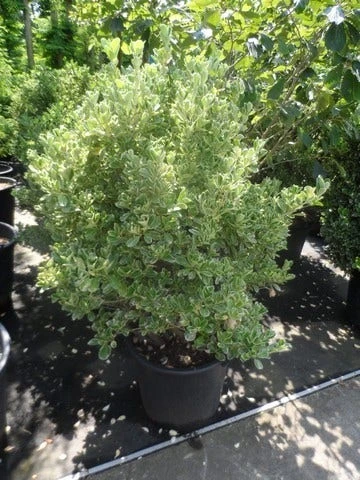 Kardinaalsmuts (Euonymus Japonicus 'Albomarginatus') - Afbeelding 3
