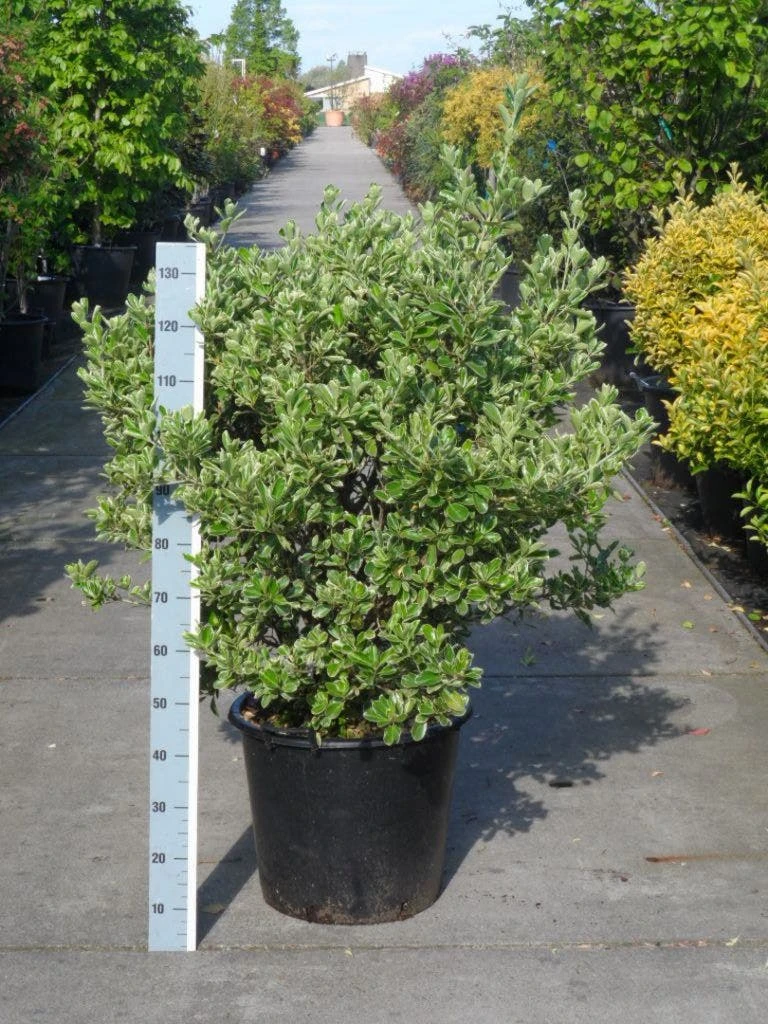 Kardinaalsmuts (Euonymus Japonicus 'Albomarginatus') - Afbeelding 2